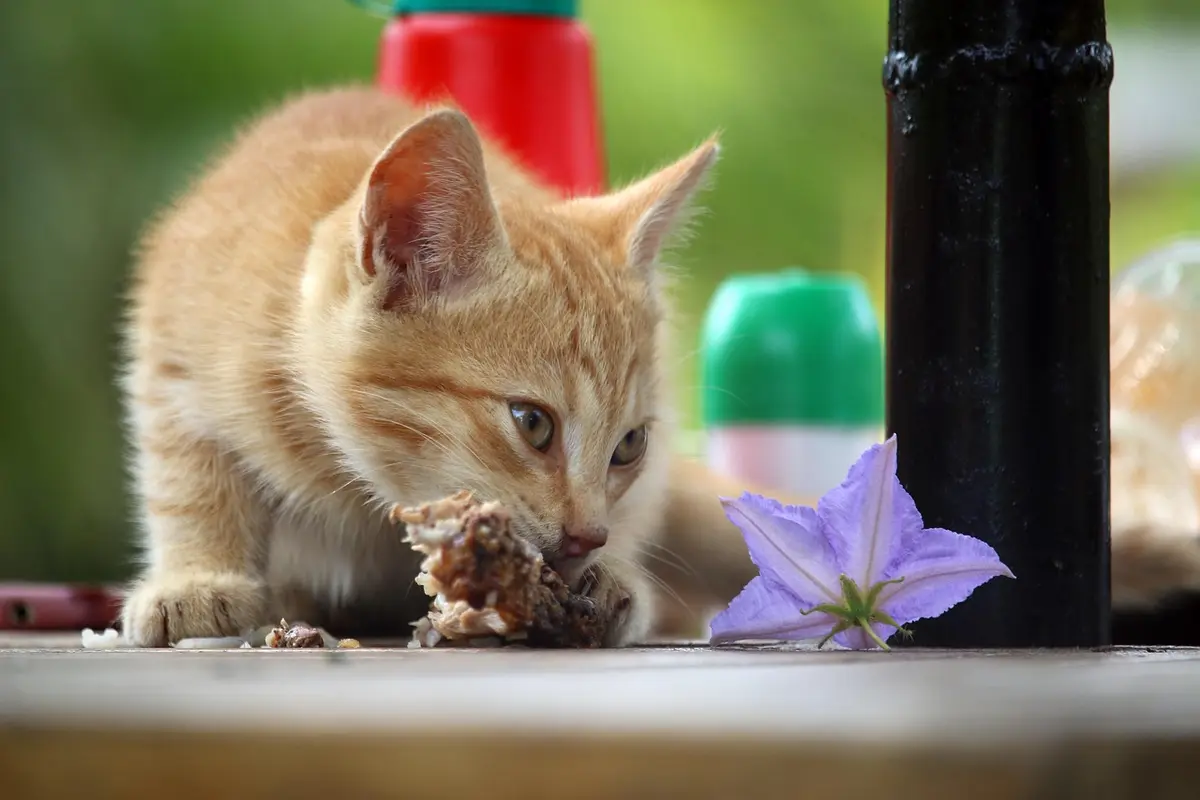 A Ração Mais Cara do Mundo: Luxo e Nutrição para Seu Pet ração mais cara do mundo