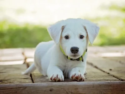 Cachorro Pode Comer Strogonoff? Descubra Aqui!