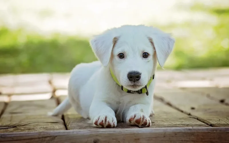 Cachorro Pode Comer Strogonoff? Descubra Aqui!