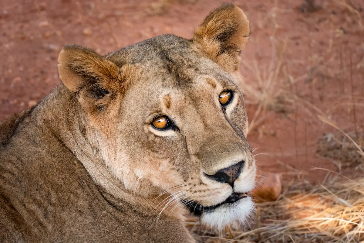 Descubra a Média do Tamanho do Órgão Masculino na África média do tamanho do órgão masculino áfrica