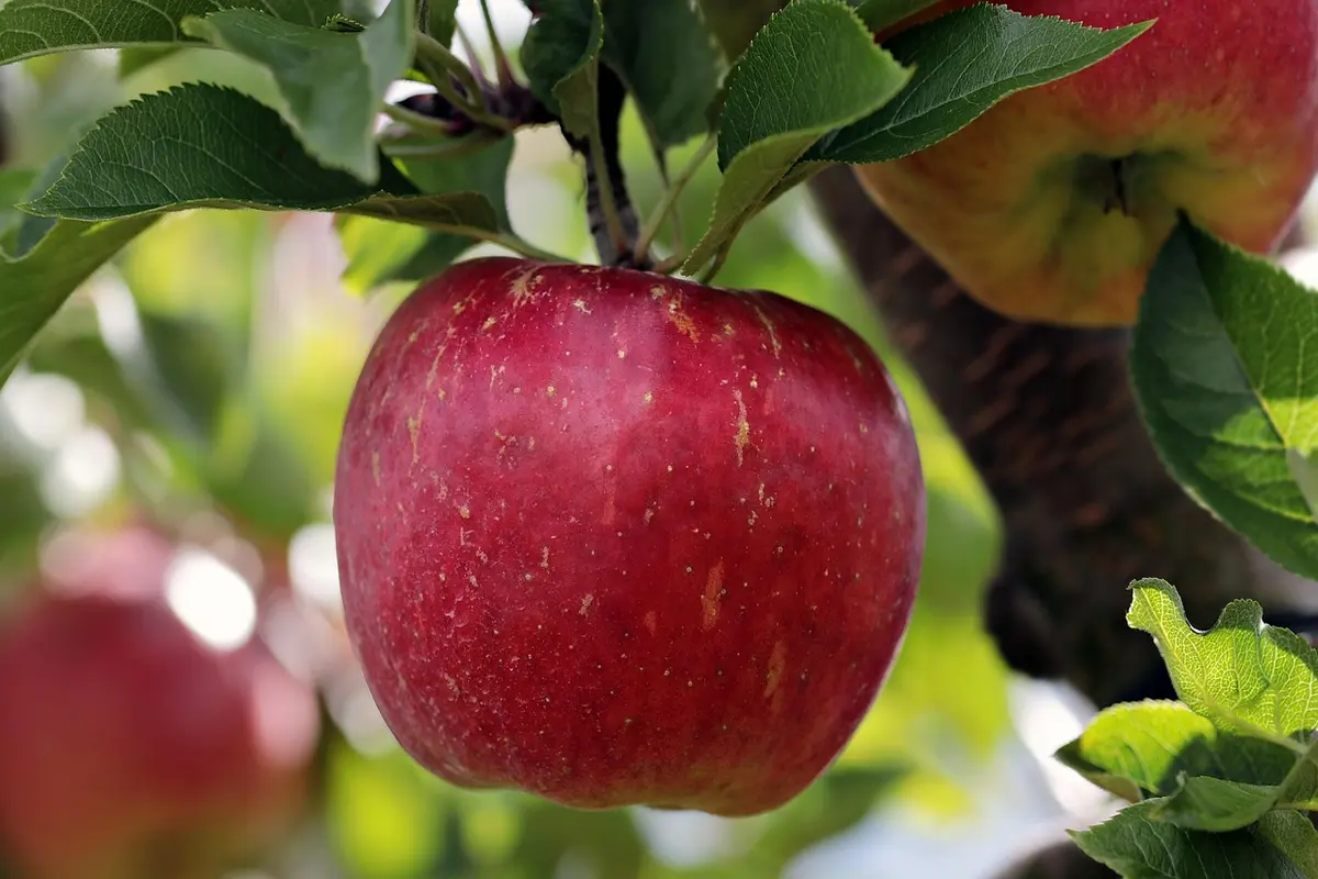 Franquia Apple: Oportunidade Brilhante no Mundo da Tecnologia franquia apple
