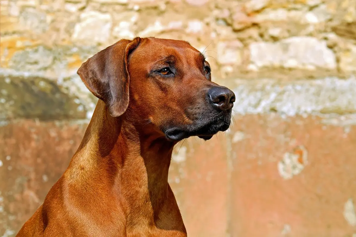 Língua Roxa em Cachorros: Causas e Cuidados lingua cachorro roxa