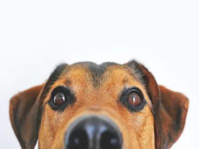 Língua Roxa em Cachorros: Causas e Cuidados