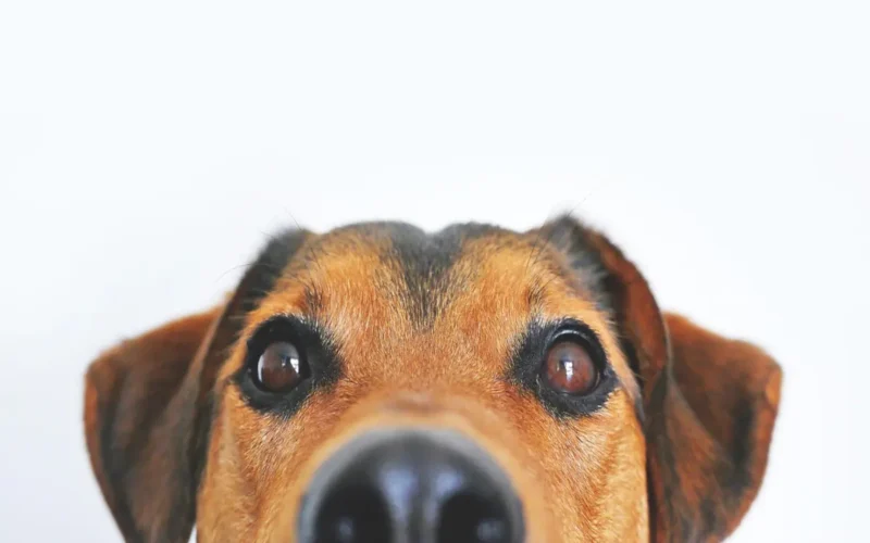 Língua Roxa em Cachorros: Causas e Cuidados