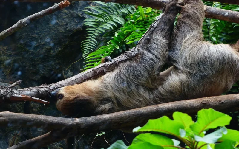 Descubra a Fascinante Cor da Preguiça