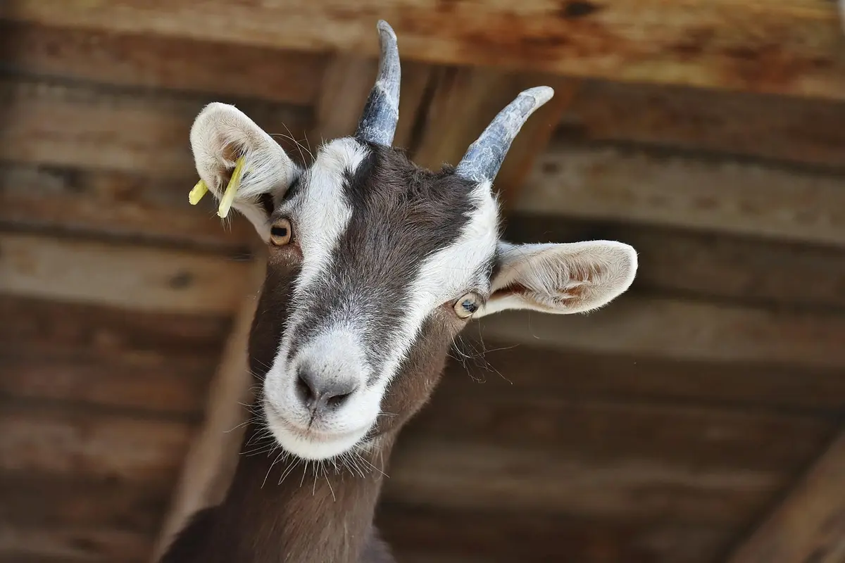 Guia Completo: Entenda O Significado De “Goat” Em Português goat tradução