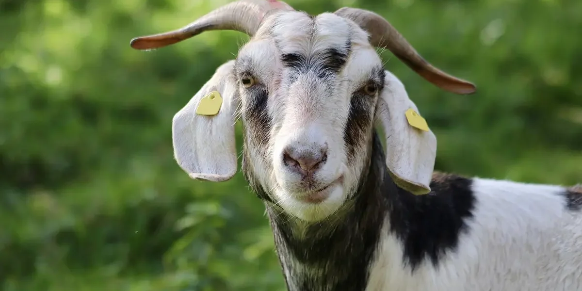 Guia Completo: Entenda O Significado De “Goat” Em Português