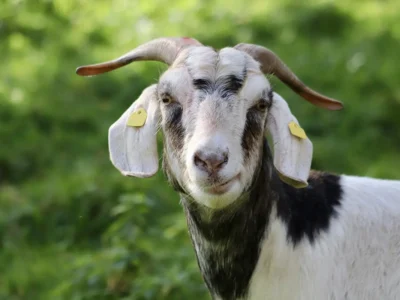 Guia Completo: Entenda O Significado De “Goat” Em Português