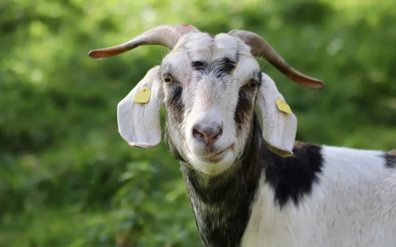 Guia Completo: Entenda O Significado De “Goat” Em Português