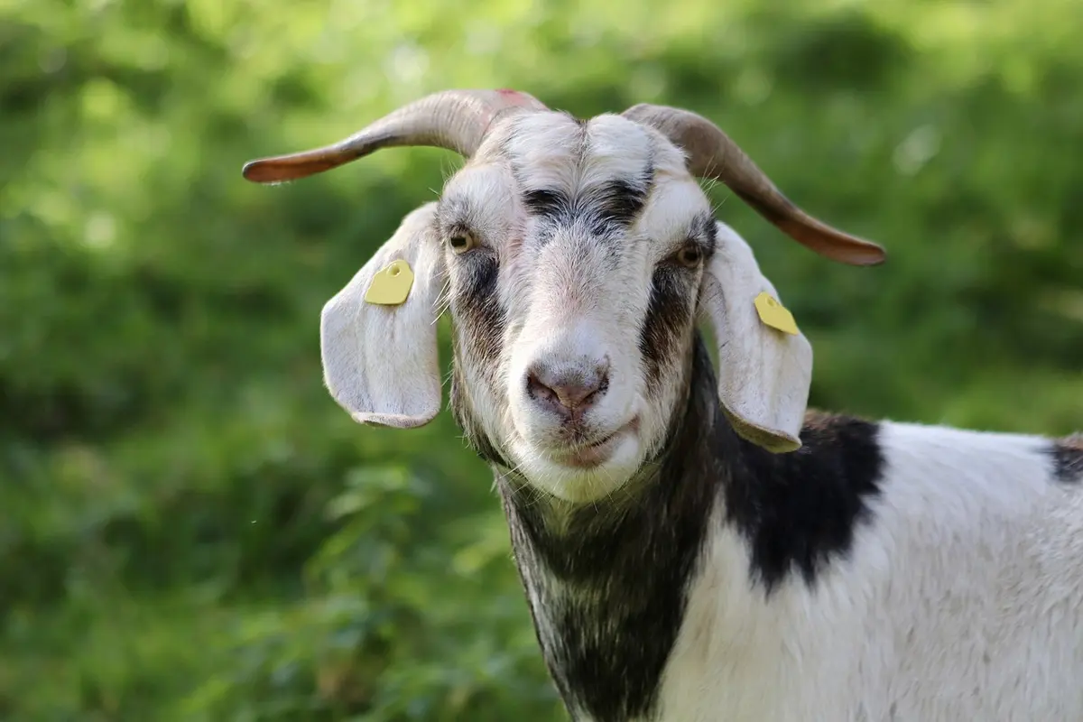 Guia Completo: Entenda O Significado De "Goat" Em Português