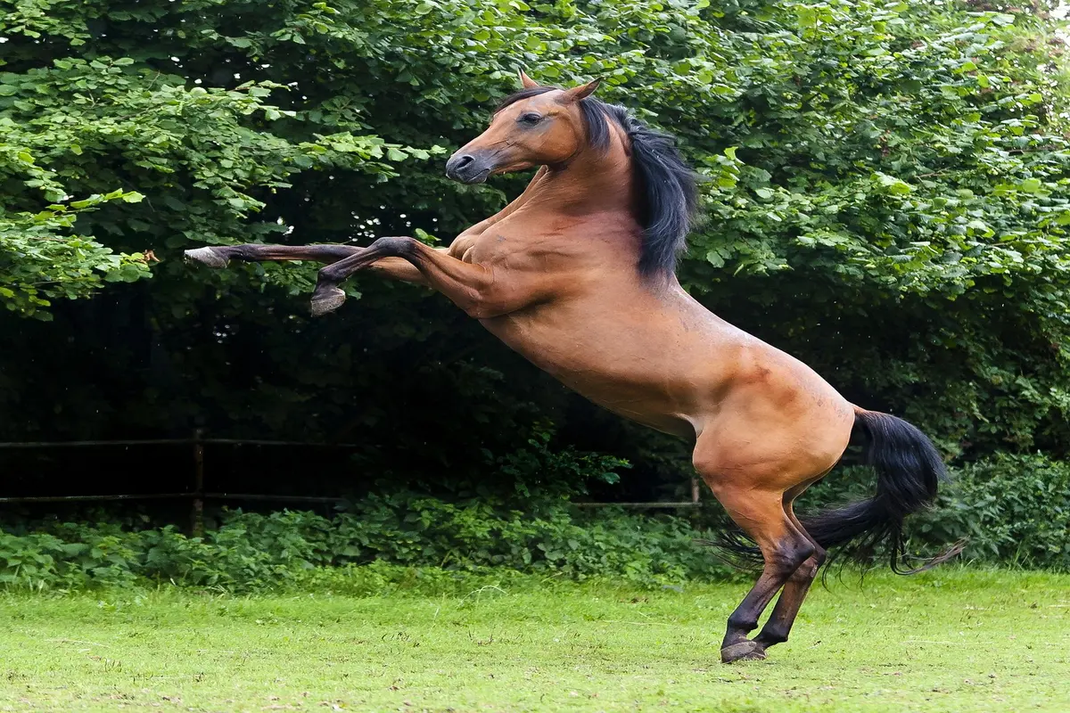 Descubra o Fascinante Mundo do Cavalo Arquetipo cavalo arquetipo