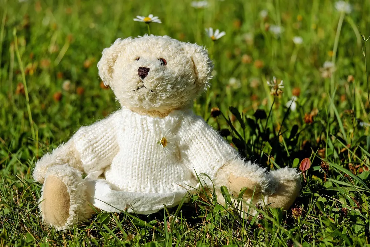 Guia Completo para Maximizar Seu Ted Cred Online