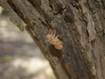 Descubra o Fascinante Ciclo de Vida