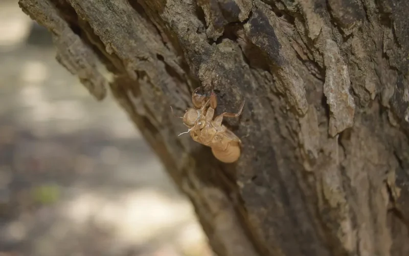 Descubra o Fascinante Ciclo de Vida