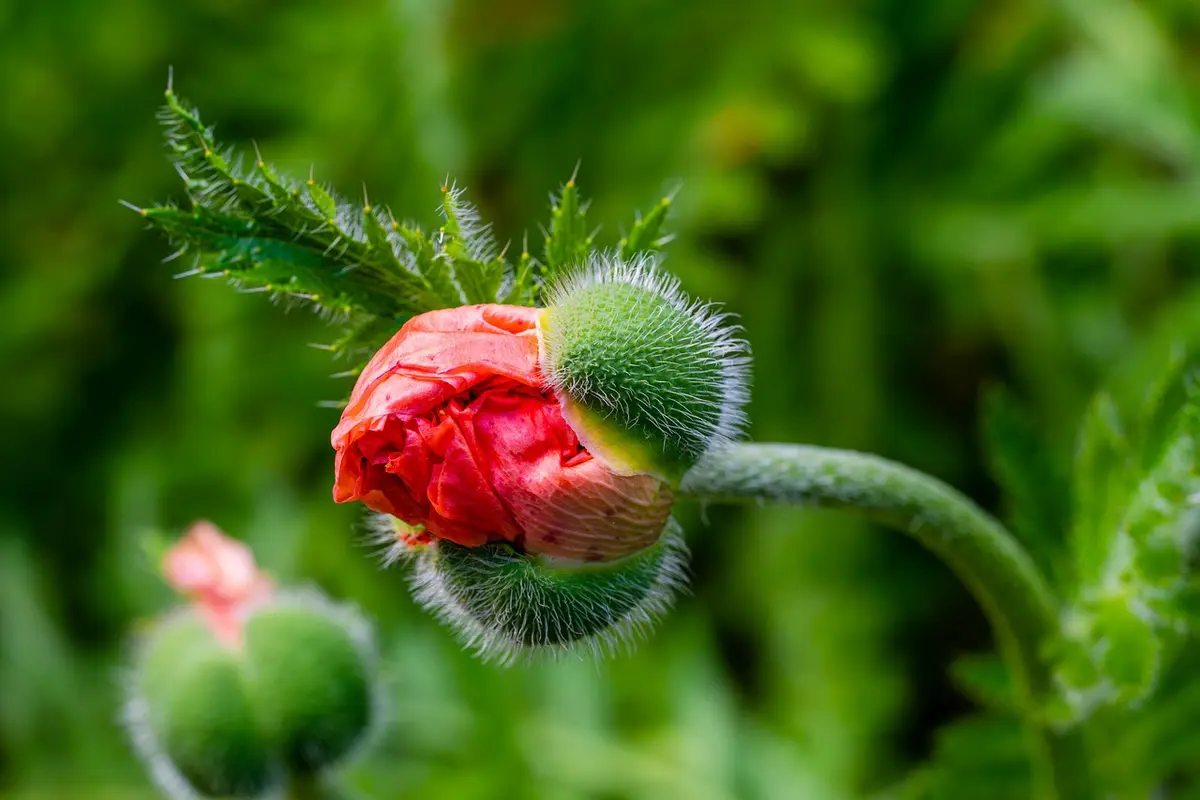 Descubra a Fascinante Função da Gema Apical nas Plantas o que é gema apical