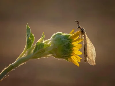 Descubra a Fascinante Função da Gema Apical nas Plantas