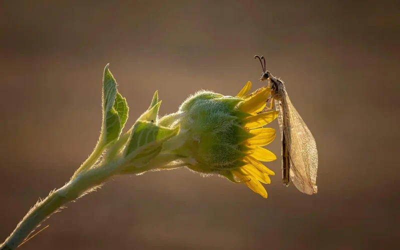 Descubra a Fascinante Função da Gema Apical nas Plantas